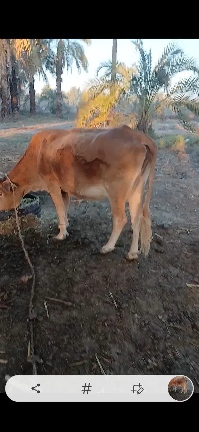 گ او|حیوانات مزرعه|کهنوج, |دیوار