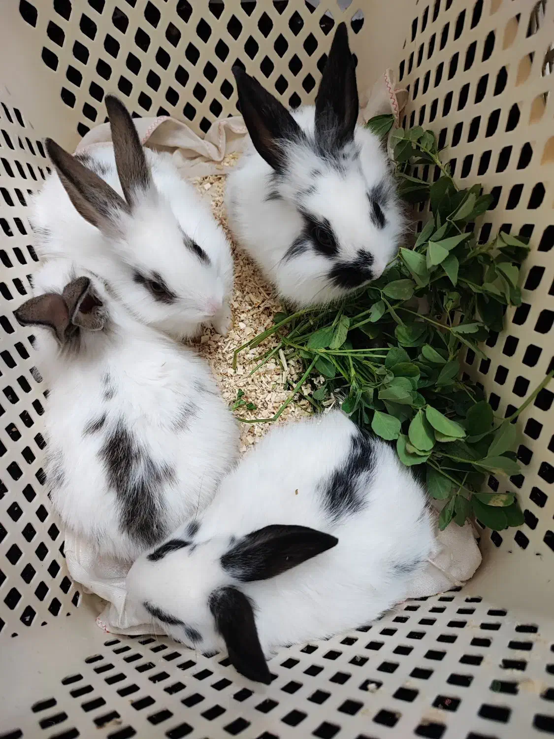 خرگوش کوچولو|موش و خرگوش|گلپایگان, |دیوار