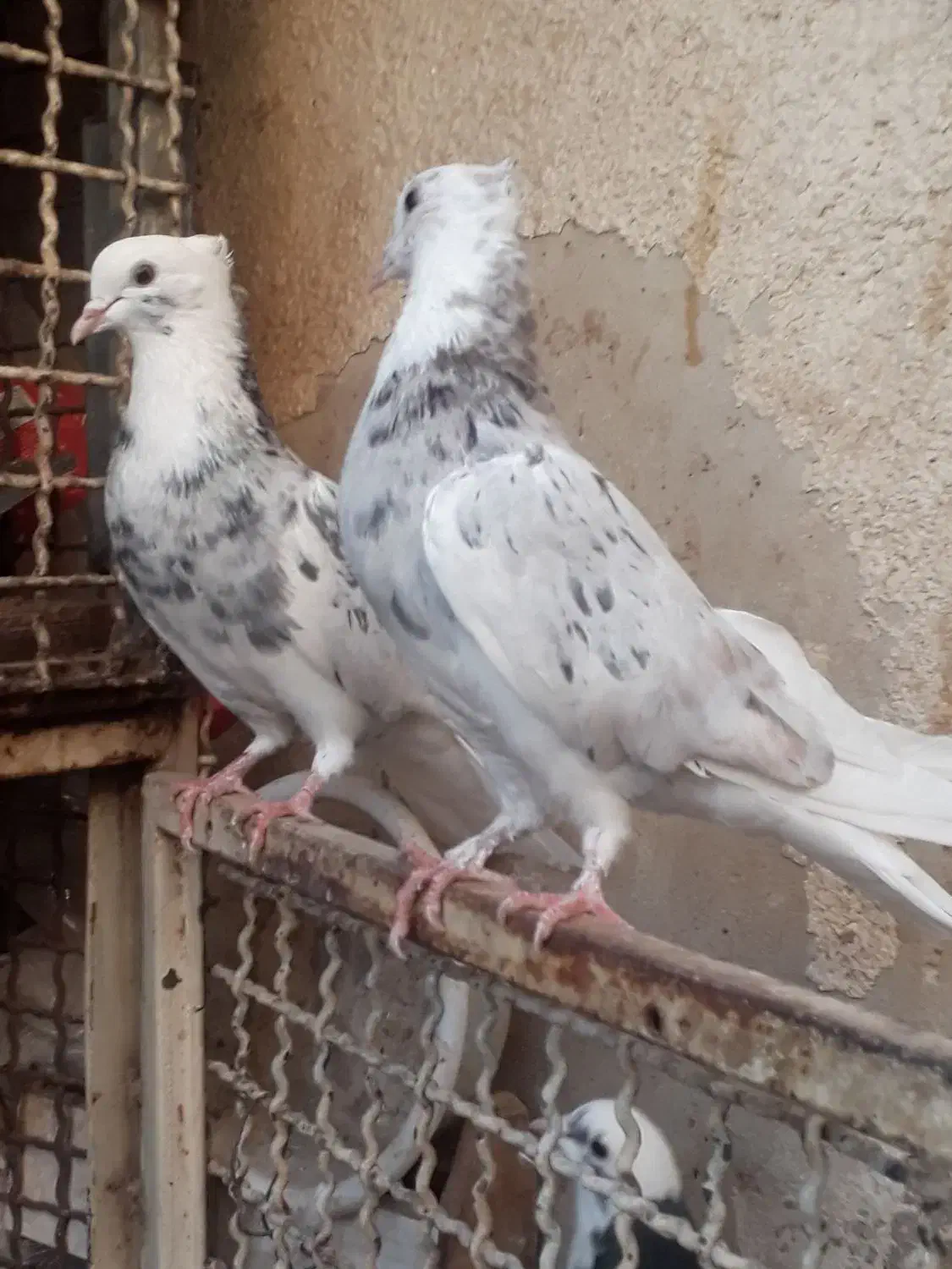 جوجه .کفتر ..  شازده سبز. هما سورور|پرنده|قرچک, میرزائی جنوبی|دیوار