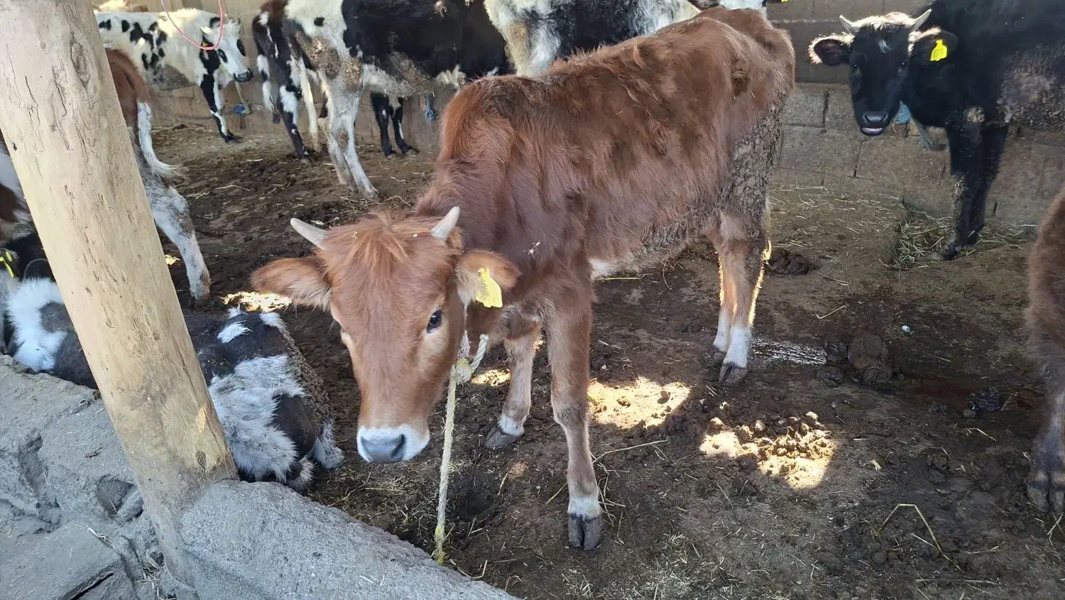 یک گوساله نر و یک گوساله ماده چاق|حیوانات مزرعه|فاضل آباد, |دیوار