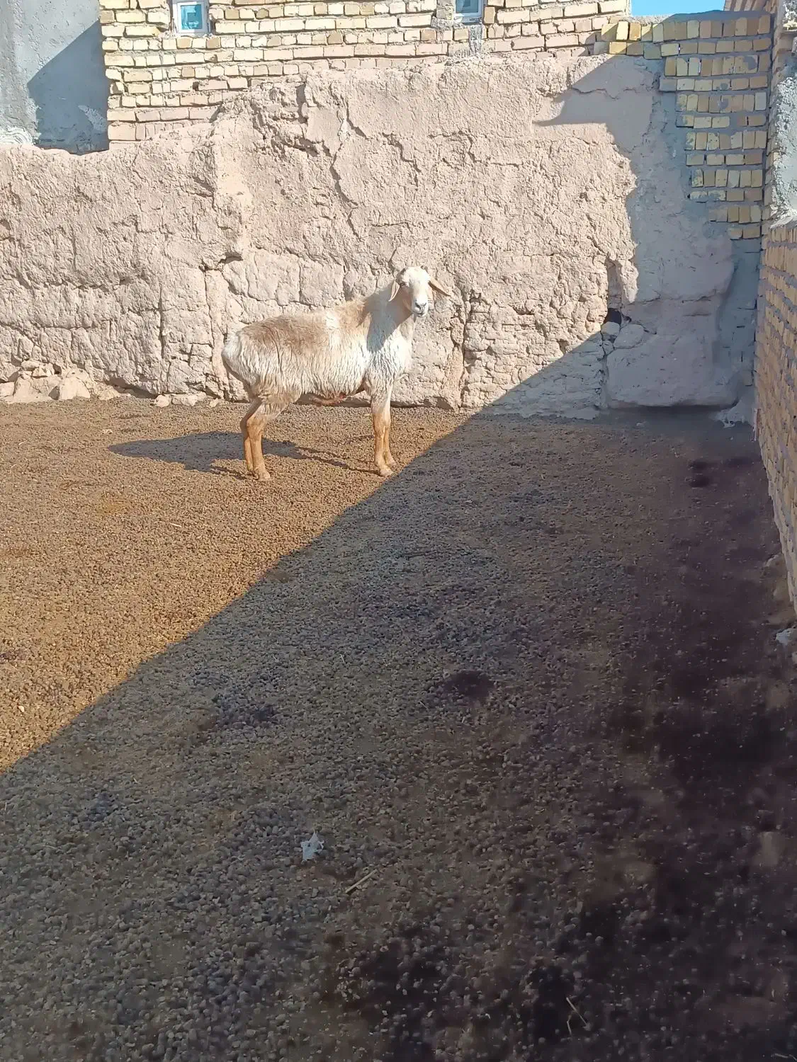 قوچ‌ افغان|حیوانات مزرعه|بشاریات, |دیوار