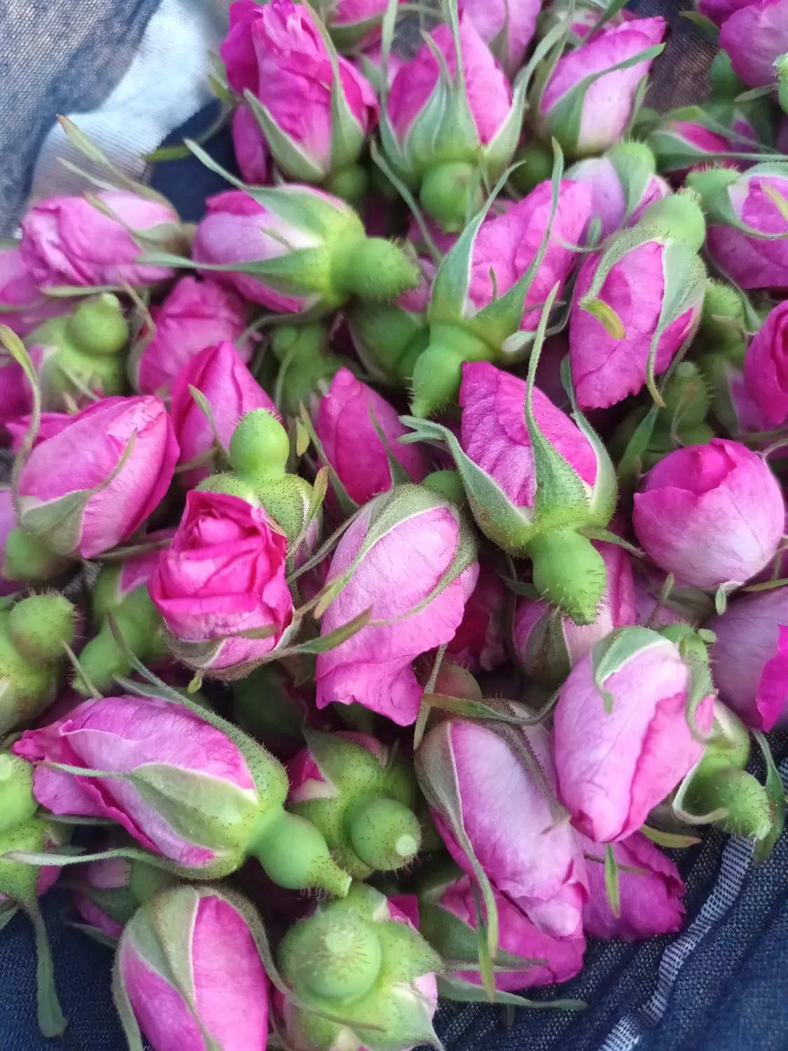 گل محمدی|خوردنی و آشامیدنی|تبریز, |دیوار