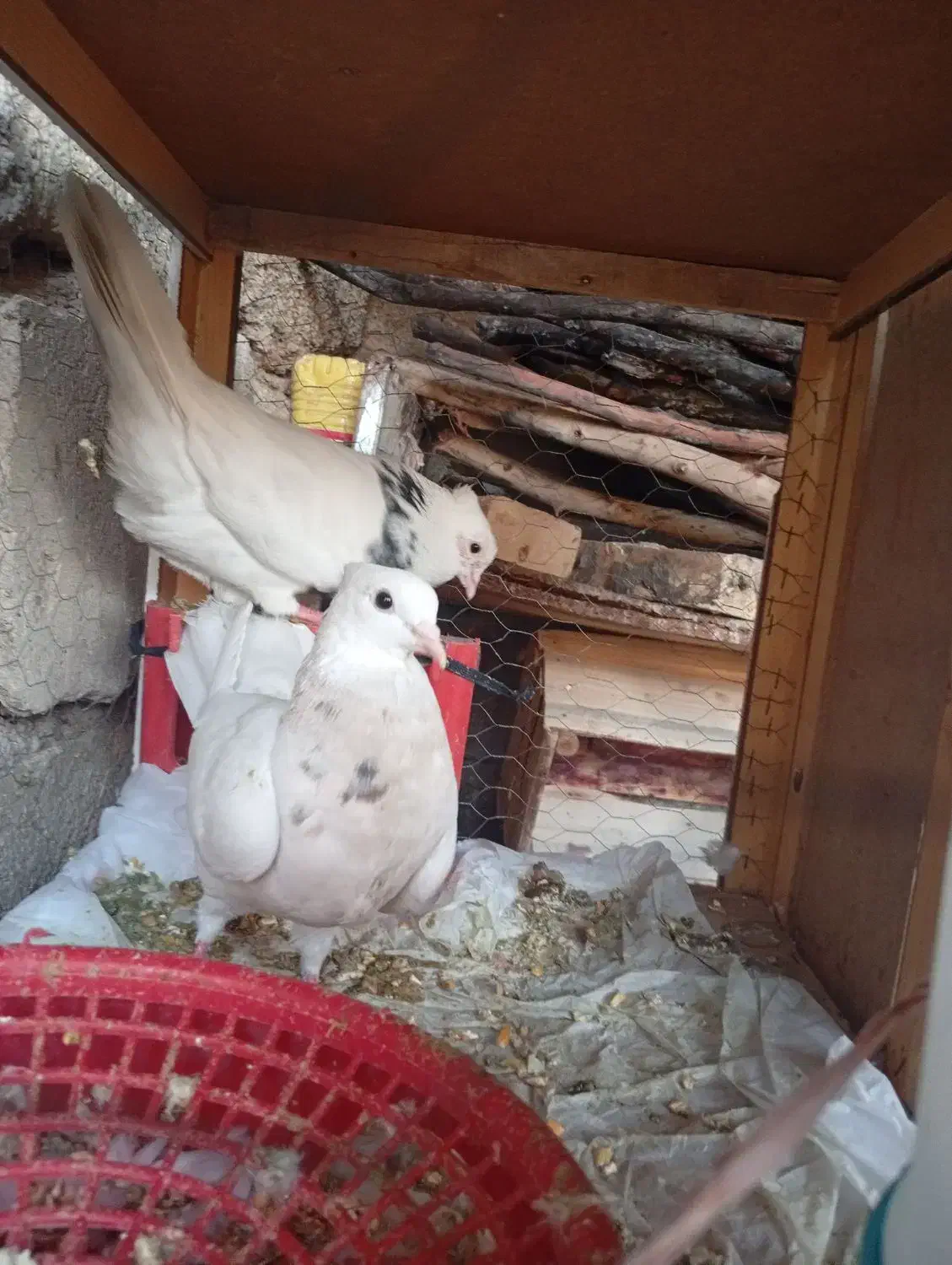 طوقی|پرنده|شوشتر, |دیوار