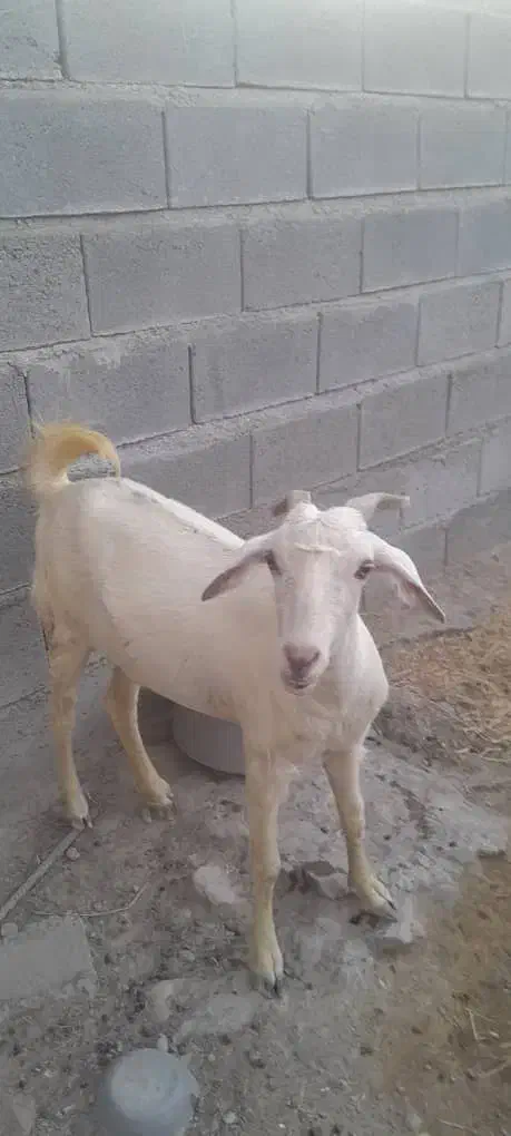 سه تا بز آبستن|حیوانات مزرعه|میناب, |دیوار