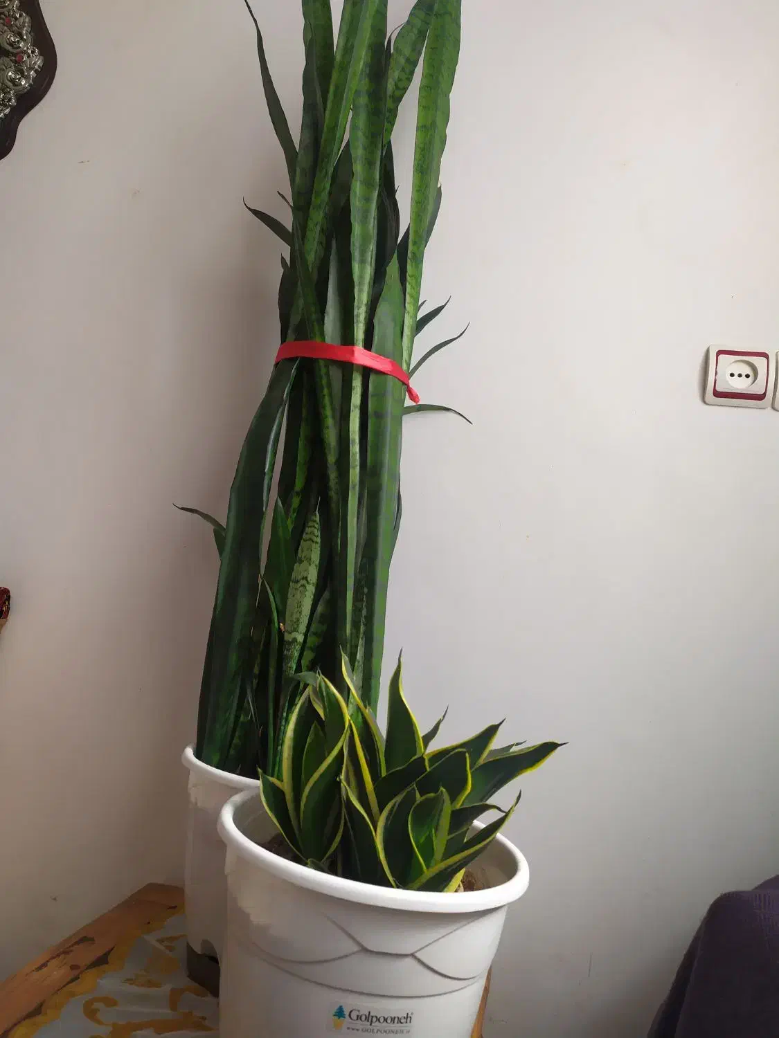 تعدادی گل ب فروش میرسد|گل و گیاه طبیعی|رودسر, |دیوار