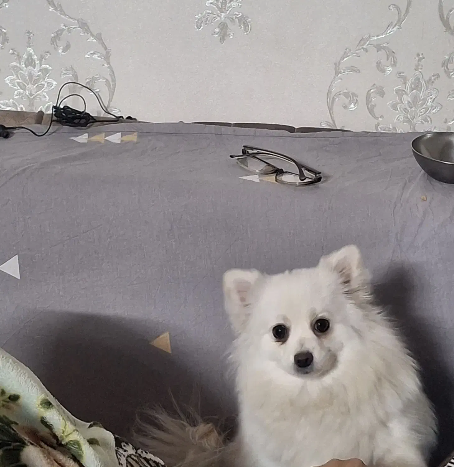 پامرروباهی سایزریزماده دمه فحل|سگ|اصفهان, شفق|دیوار