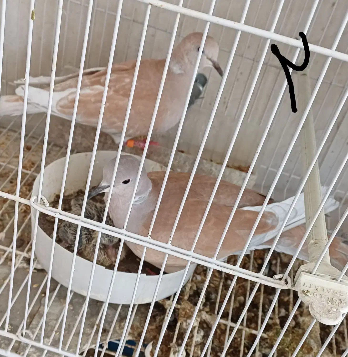 کبوتر خانگی زینتی مولد همراه جوجه|پرنده|مشهد, چهاربرج|دیوار