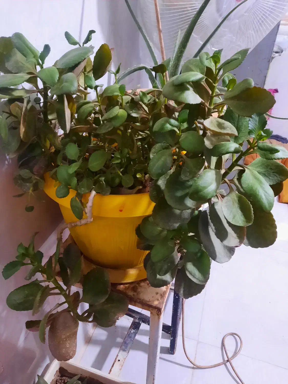 گل قاشقی|گل و گیاه طبیعی|شیروان (خراسان), |دیوار