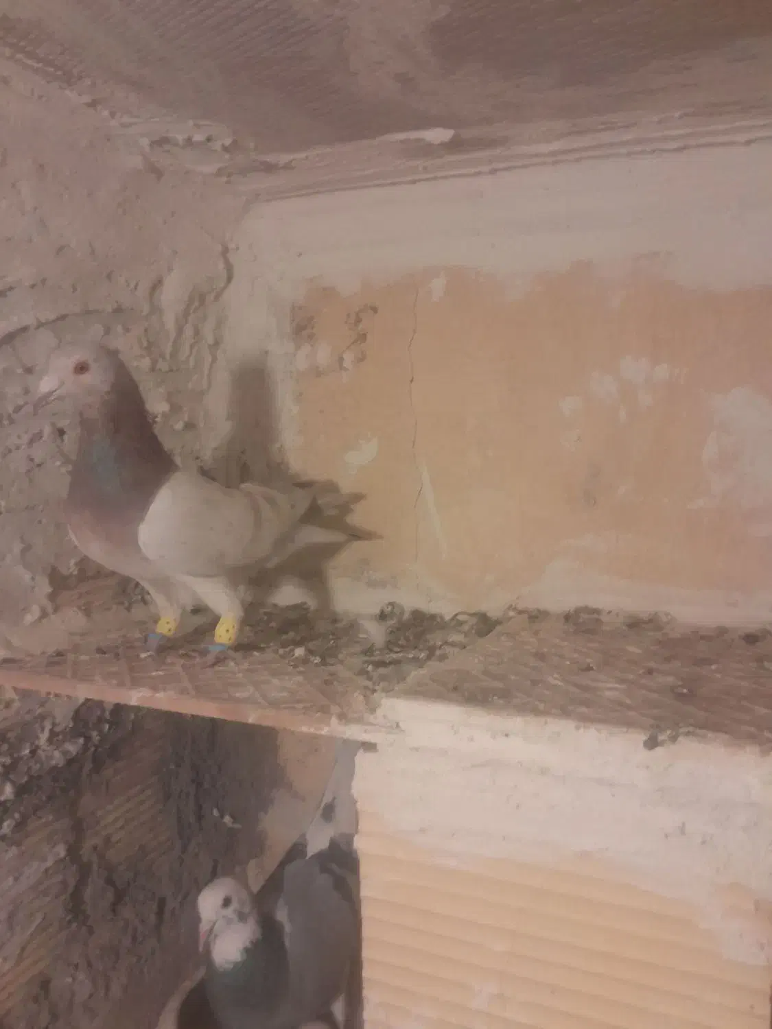 زرد هفترنگ خطی پرنده|پرنده|قزوین, |دیوار