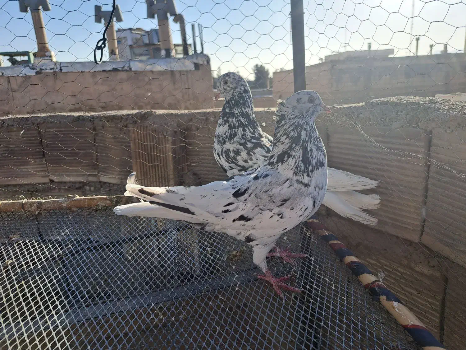 کفتر اصفهانی ترمی|پرنده|برخوار, |دیوار