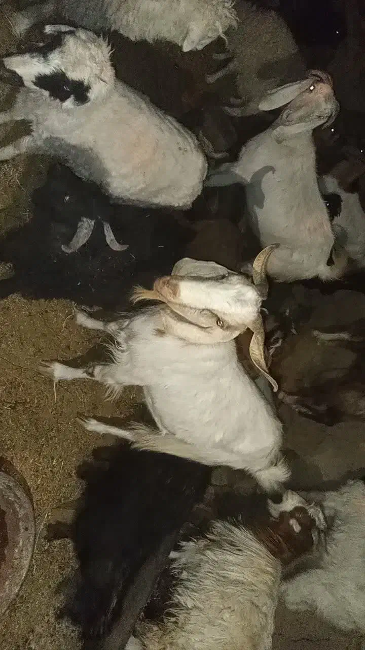 گوسفند فروشی|حیوانات مزرعه|سربیشه, |دیوار