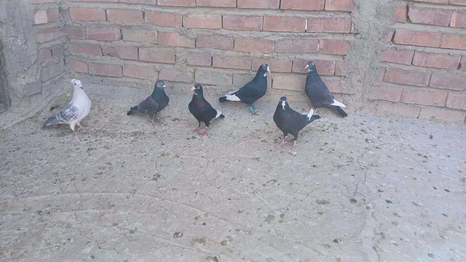 کبوتر پلنگ|پرنده|ماهان, |دیوار