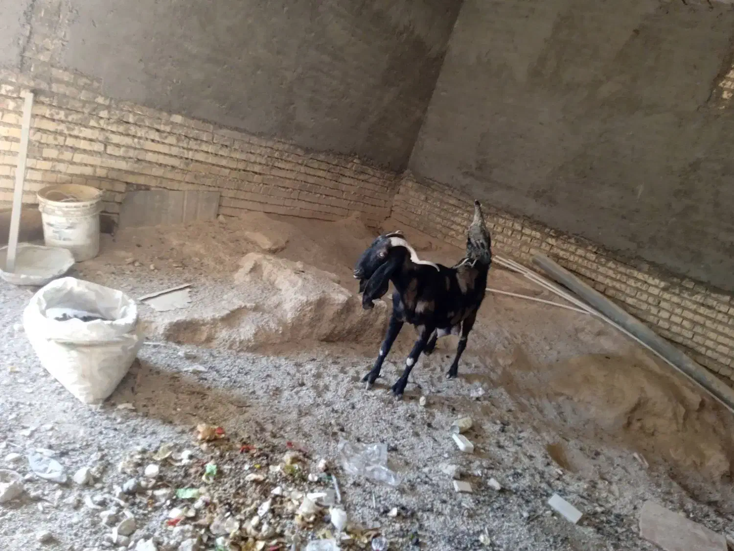 بز نیدی|حیوانات مزرعه|خرمشهر, |دیوار