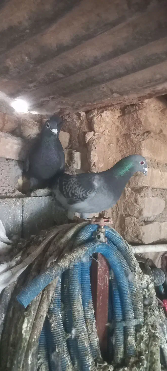 شوش|پرنده|شوش, |دیوار