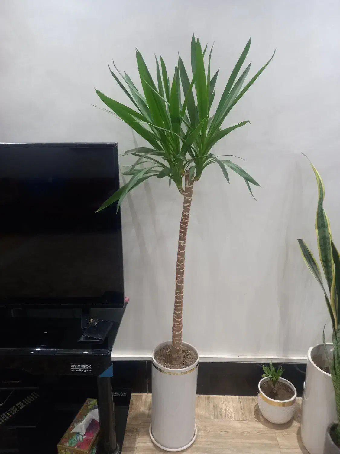 گلهای آپارتمانی|گل و گیاه طبیعی|کنگاور, |دیوار