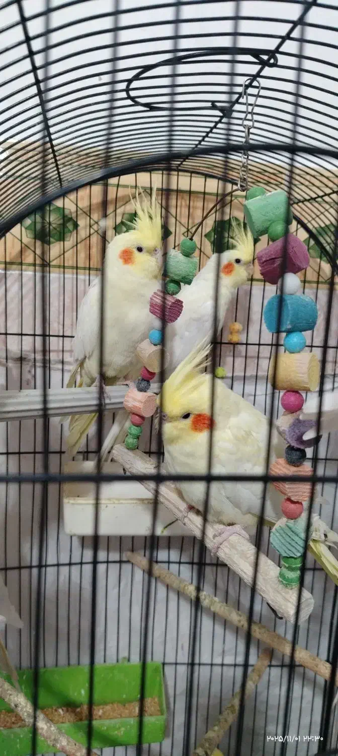 ماده عروس بالغ و تخمگزار|پرنده|میانه, |دیوار