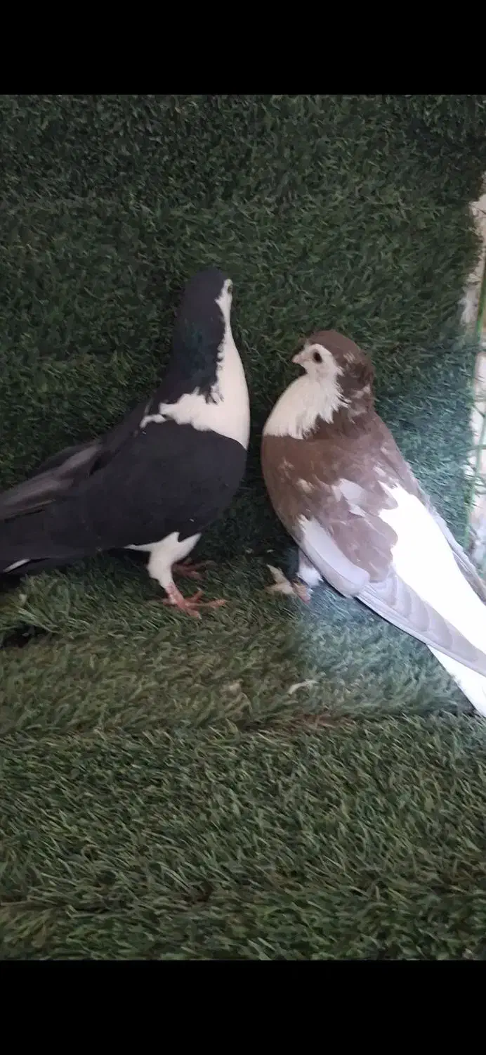 کبوتر های پرشی شهرستانی و تهرانی|پرنده|دماوند, دماوند|دیوار