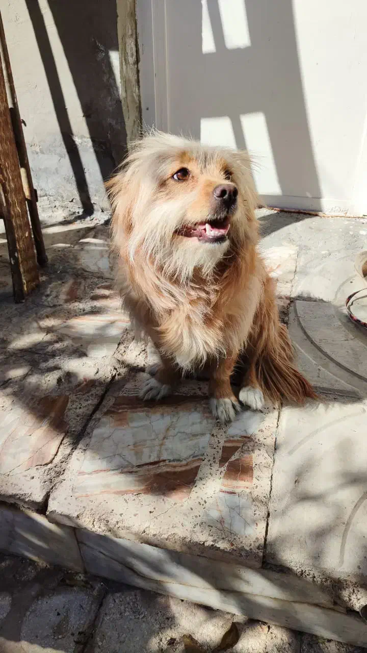 فروش سگ خانگی تمیز|سگ|داراب, |دیوار