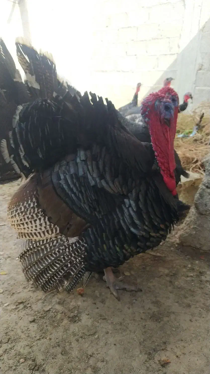 بوقلمون|حیوانات مزرعه|لامرد, |دیوار