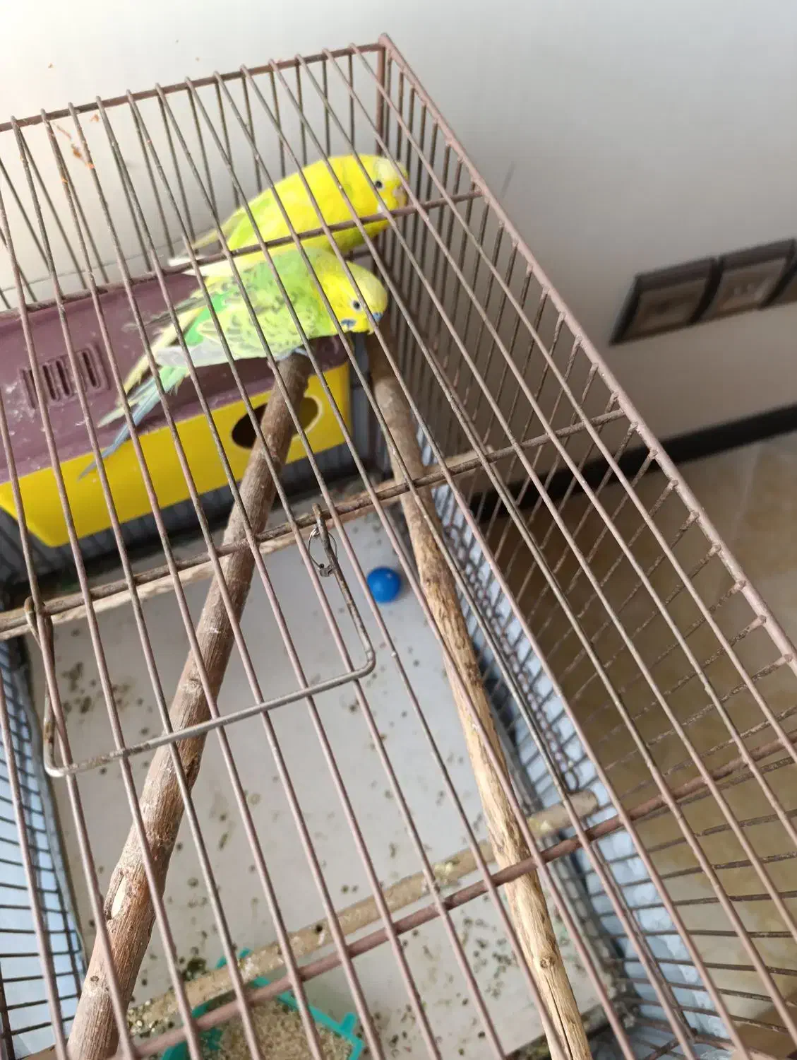 مرغ عشق|پرنده|تهران, صادقیه|دیوار