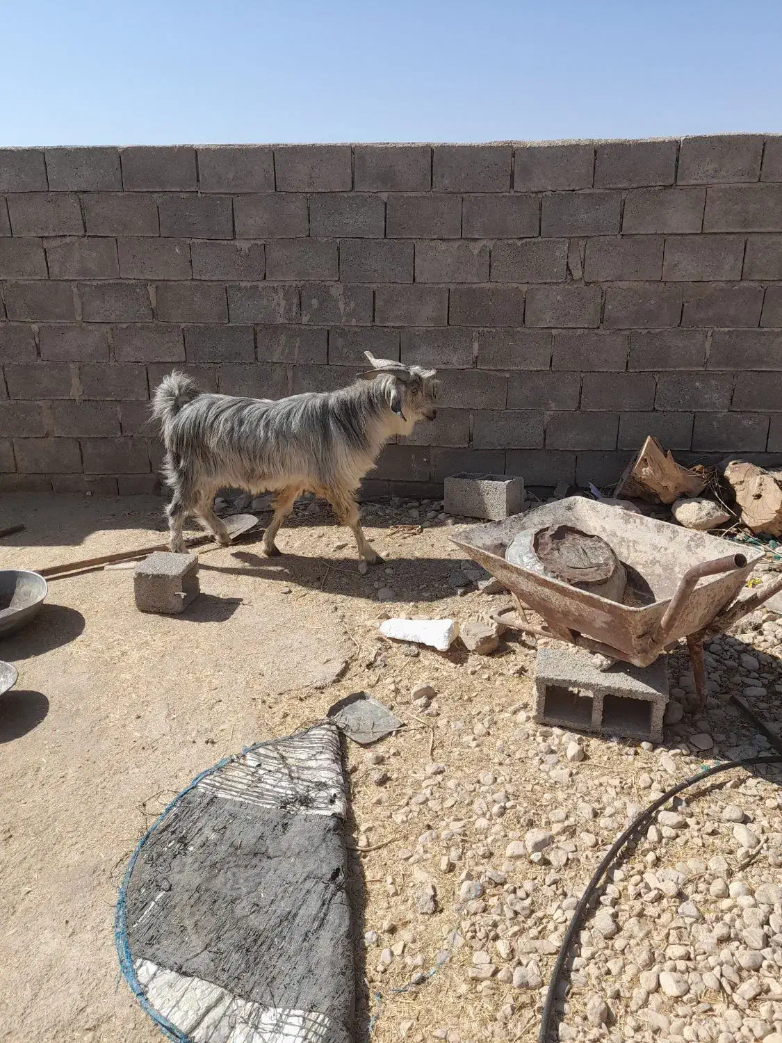 قرعه کشی دوبر|حیوانات مزرعه|جنت, |دیوار