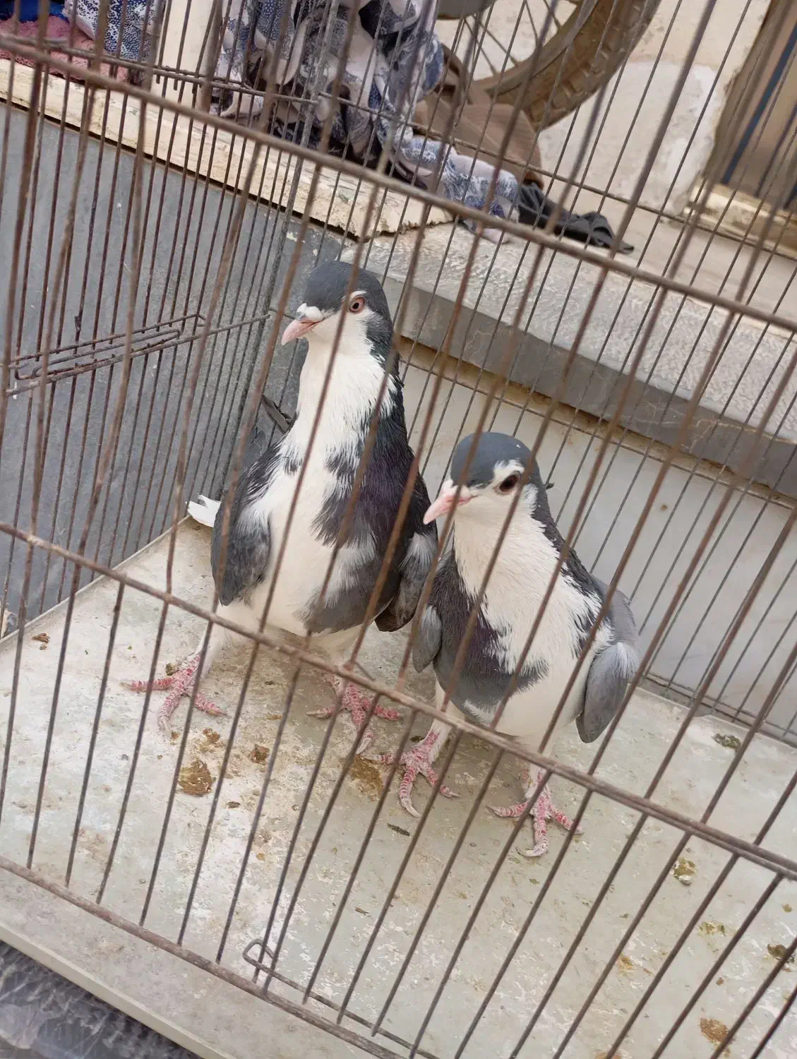 کفتر دمگیر|پرنده|خمینی‌شهر, |دیوار