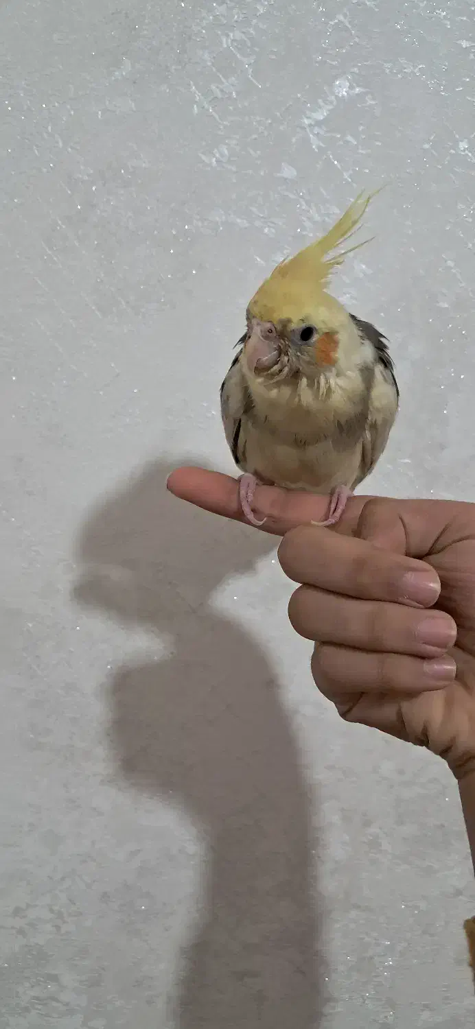 طوطی گمشده|حیوانات|شاهینشهر, گزبرخوار|دیوار