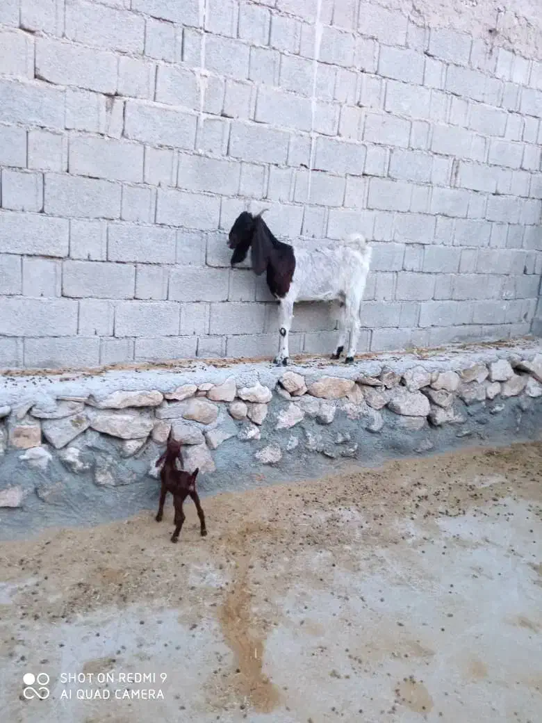 بز کهره دار|حیوانات مزرعه|اهرم, |دیوار