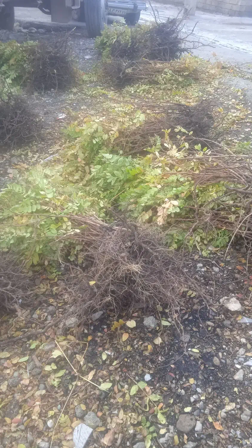 فروش بهترین و پربارترین نهال سماق سردشت|خدمات باغبانی و درختکاری|سردشت, |دیوار