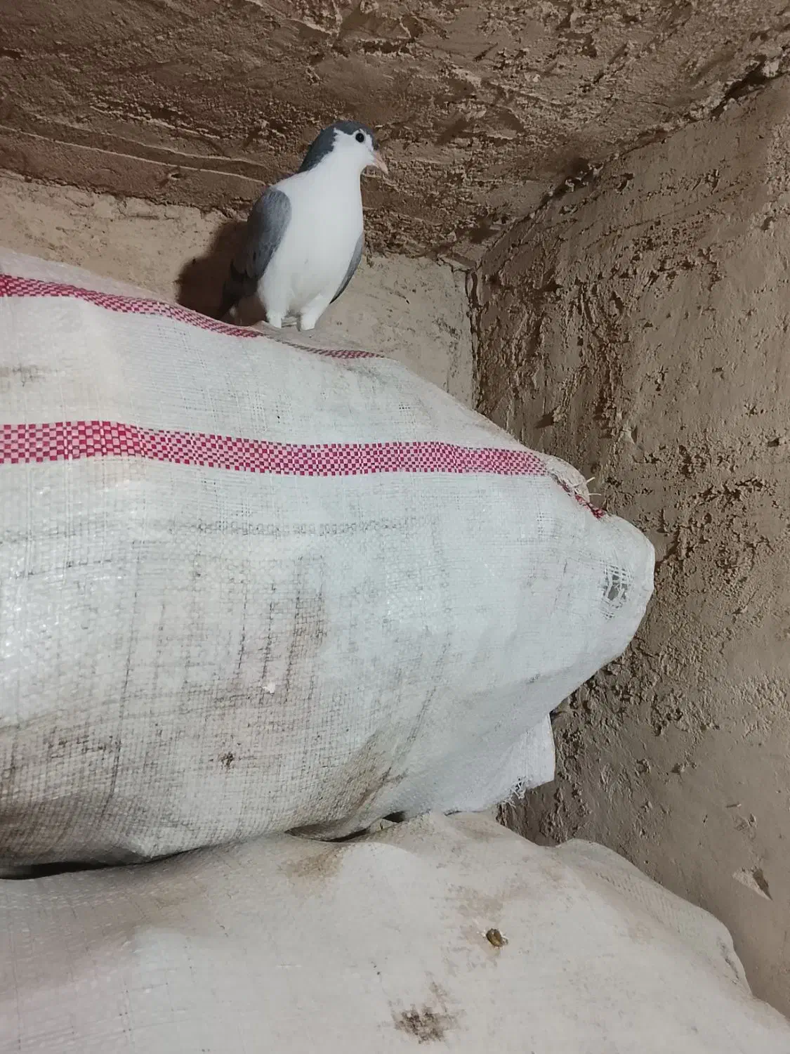 سه عدد جوجه ساده|پرنده|گالیکش, |دیوار