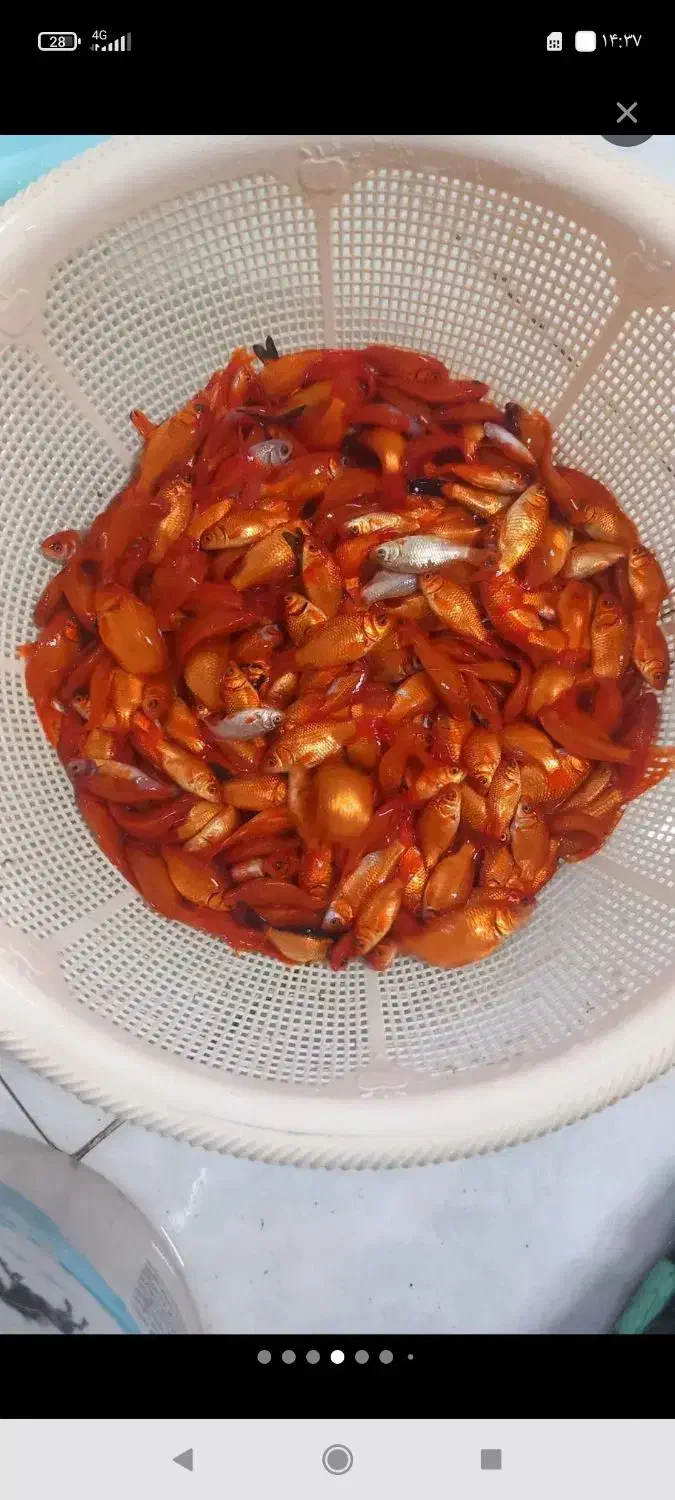 ماهی قرمز کلی خریداریم|ماهی|گرگان, |دیوار