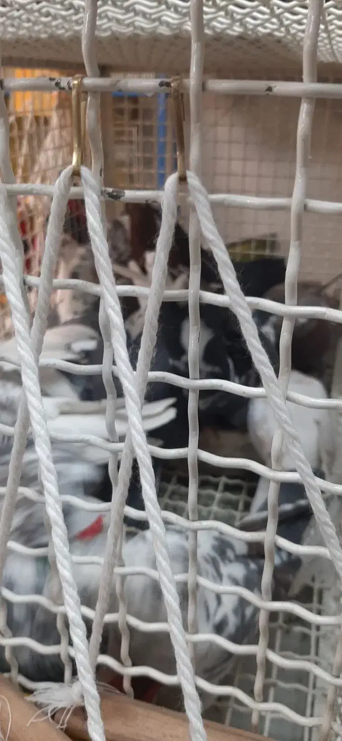 ۳۰تا گرفتنی|پرنده|تهران, والفجر (افسریه)|دیوار