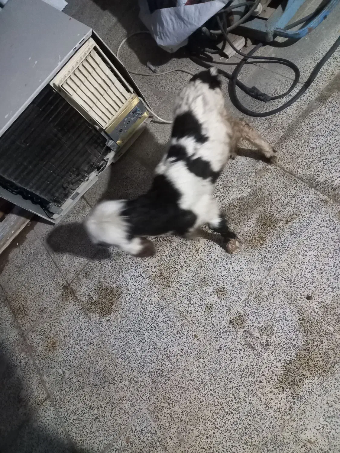 بره شیری|حیوانات مزرعه|مسجد سلیمان, |دیوار