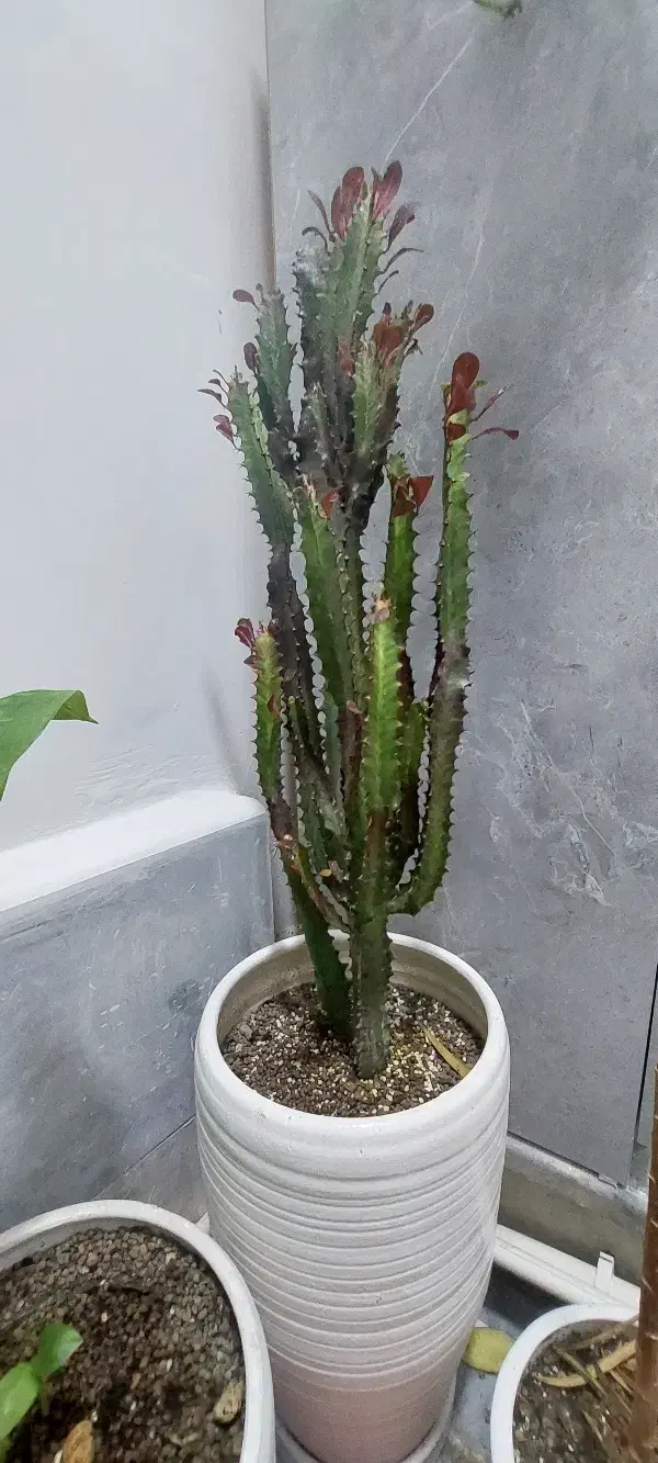 گل کاکتوس افوربیا به همراه گلدان بزرگ سرامیکی|گل و گیاه طبیعی|رشت, حمیدیان|دیوار