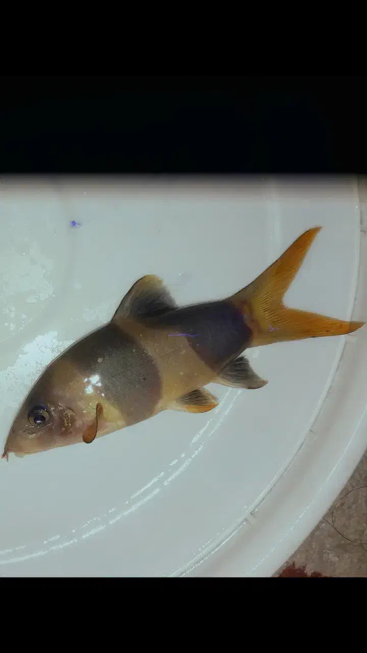 لوچ دلقک|ماهی|ری, جوانمرد قصاب|دیوار