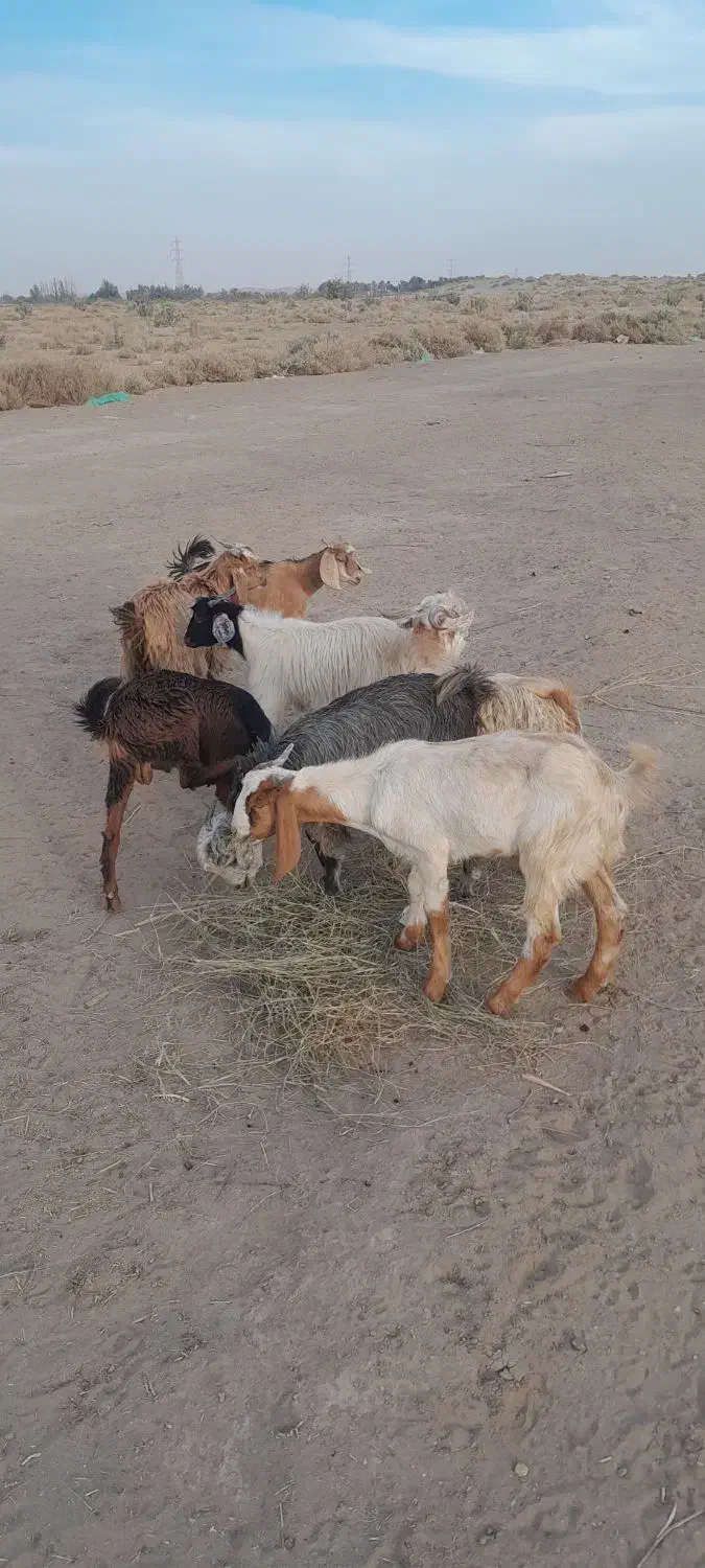 کهره نر|حیوانات مزرعه|جیرفت, |دیوار