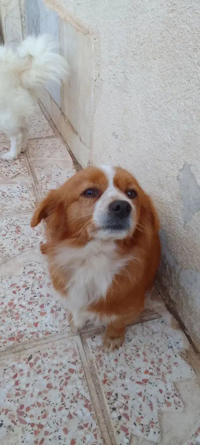 فروش یه جفت سگ پا کوتاه|سگ|اقبالیه, |دیوار