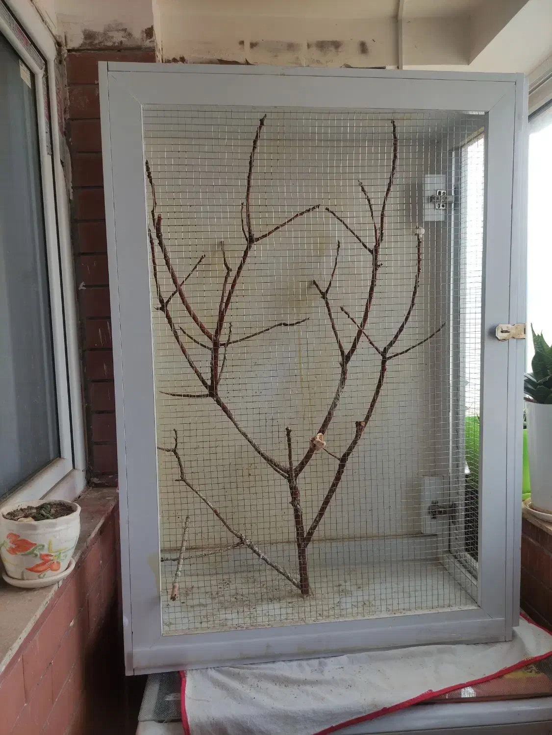 قفس قتاری و پرنده ها زینتی|لوازم جانبی حیوانات|بیرجند, |دیوار