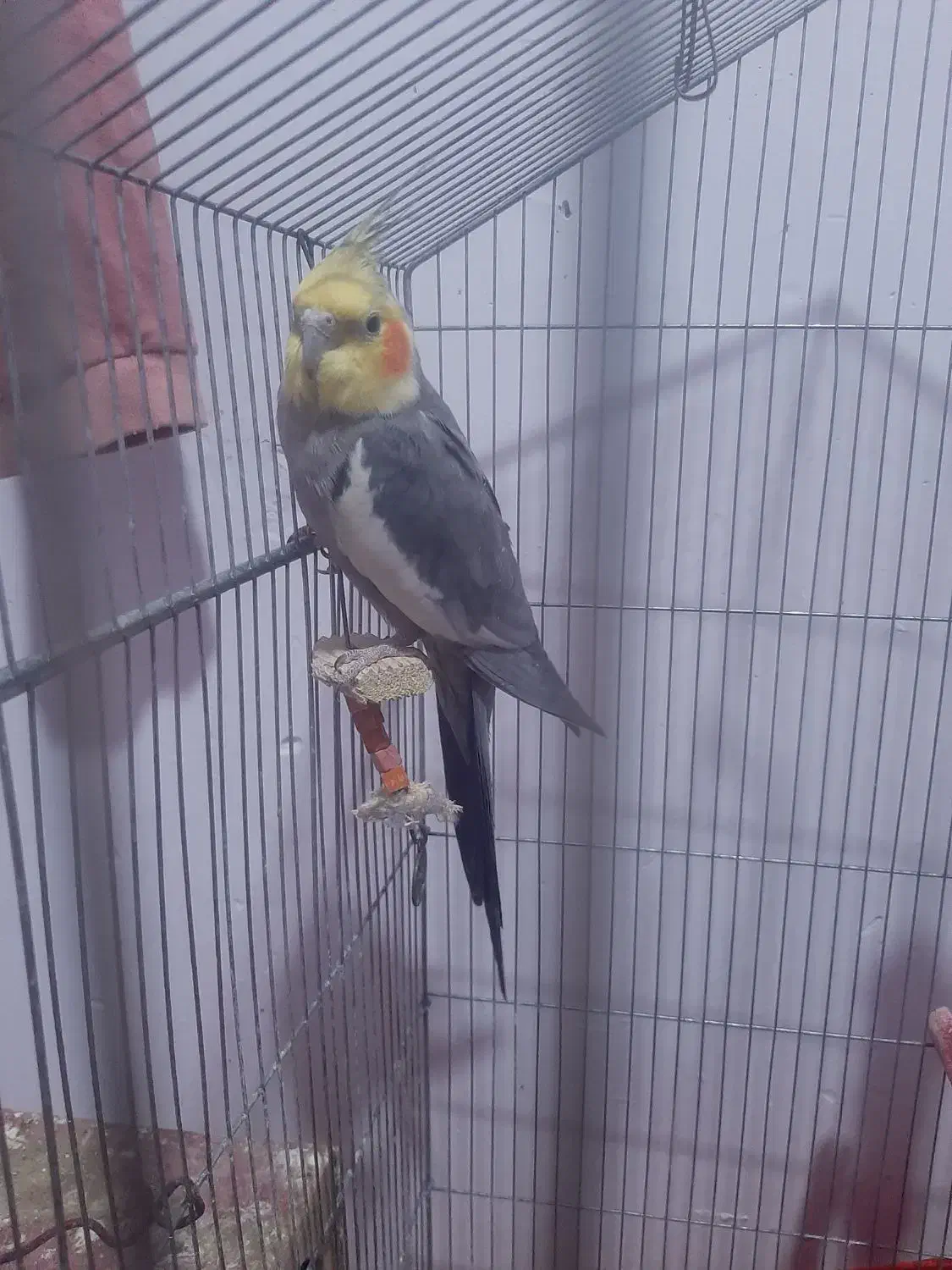 فروش فقط به علت نرسیدن|پرنده|گرمسار, |دیوار