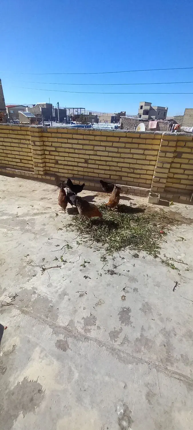 سه تا مرغ جوان تازه تخم گذار ودوتا نیمچه دونه ۵۰۰|حیوانات مزرعه|تکاب, |دیوار