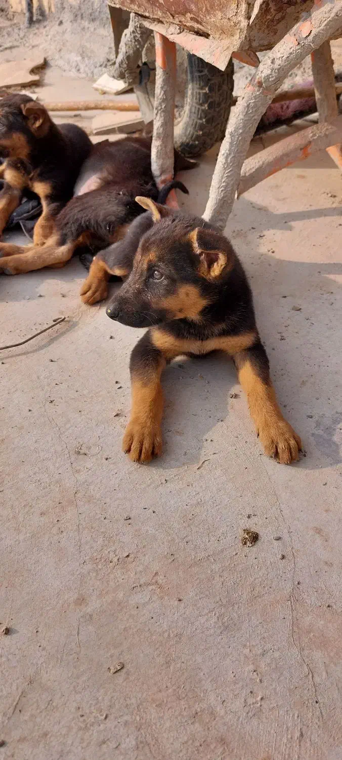 واگذاری سگ|سگ|کرمانشاه, |دیوار