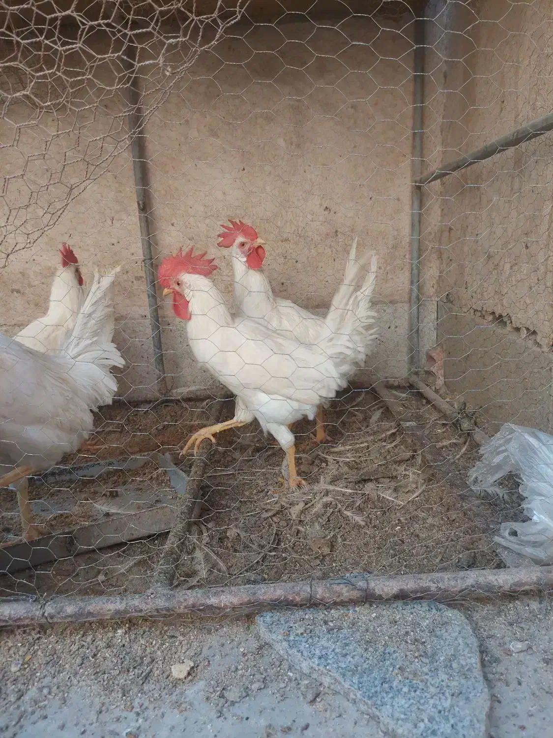 جوجه خروس|حیوانات مزرعه|جم, |دیوار