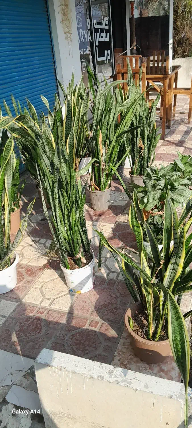 گل و گیاه|گل و گیاه طبیعی|رضوانشهر, |دیوار