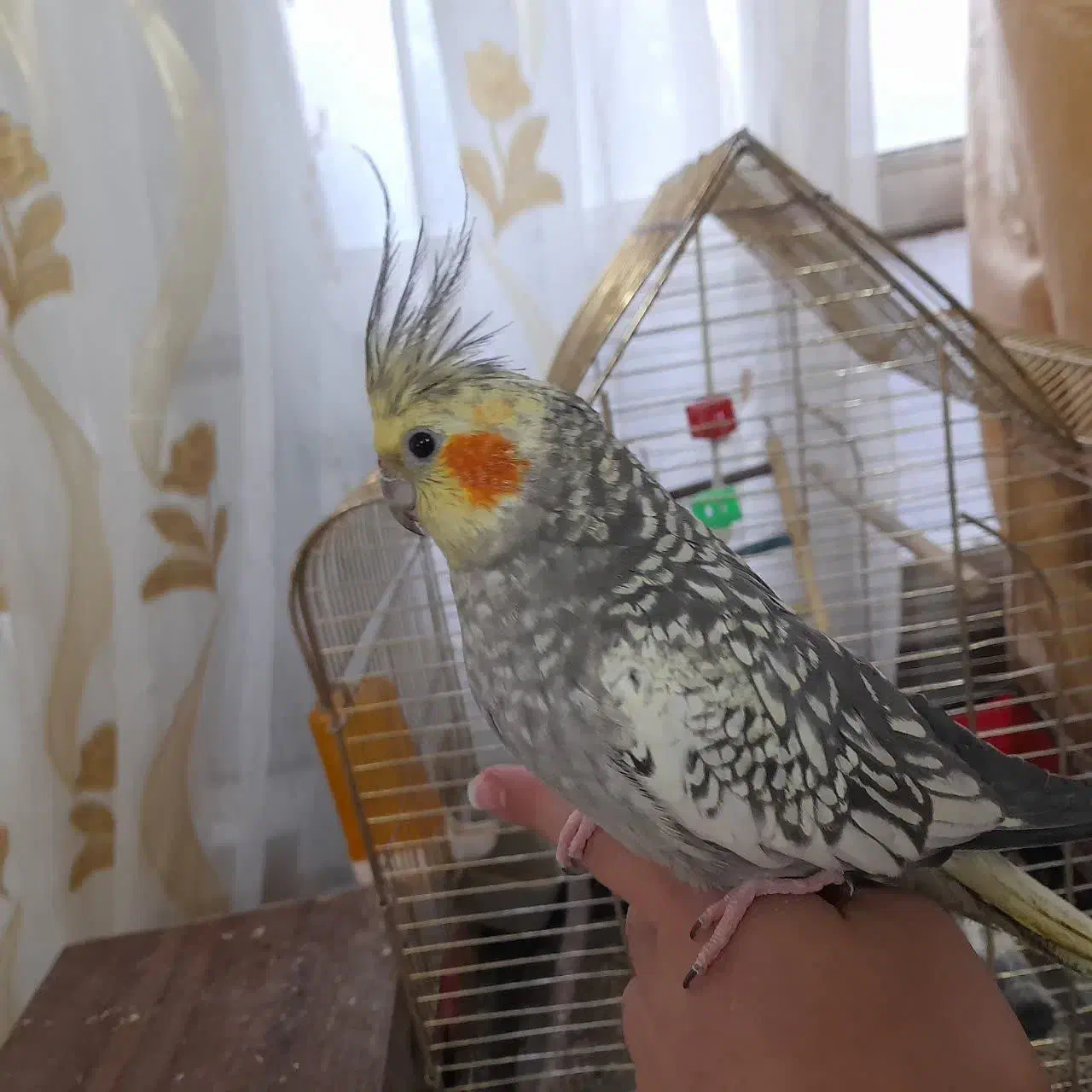 یک جفت عروس هلندی بالغ تخم گذار|پرنده|قم, قم نو|دیوار