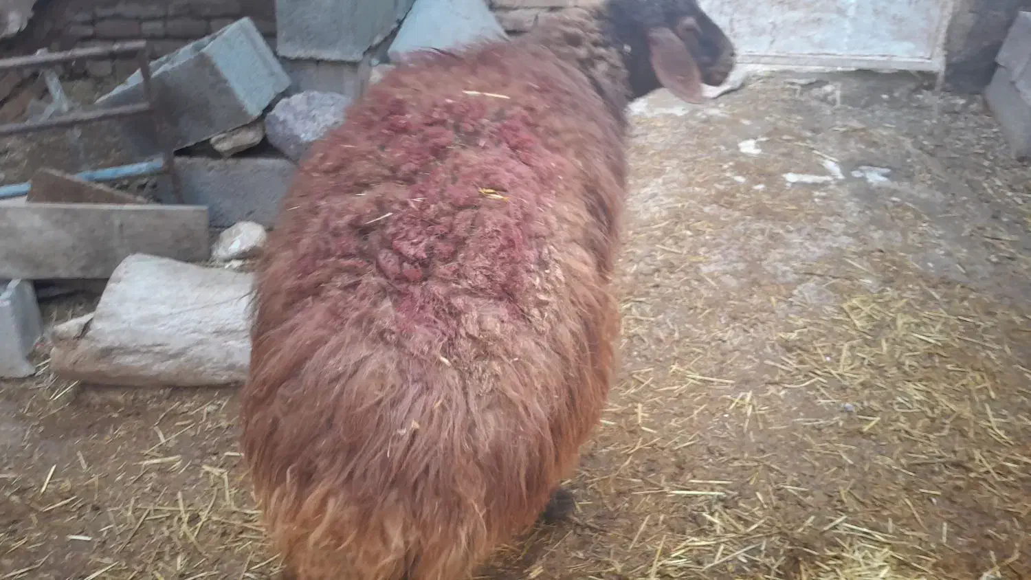 میش|حیوانات مزرعه|کاخک, |دیوار