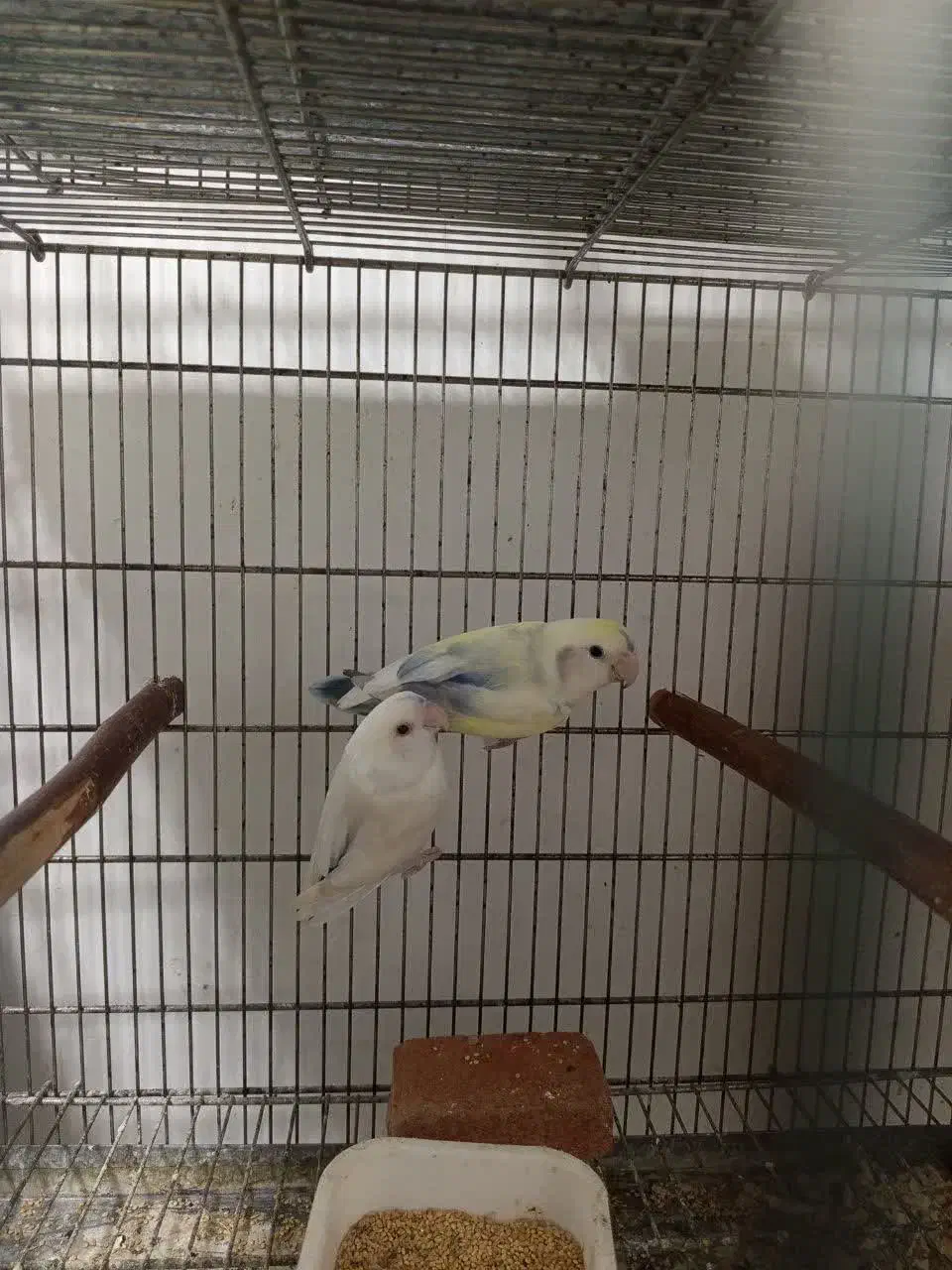 طوطی برزیلی شاه طوطی رام و سخنگو راهب گرینچیک|پرنده|شهریار, شهریار|دیوار