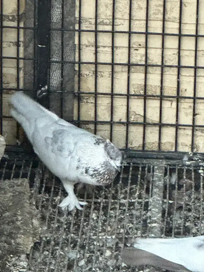 دوتا کفتر|حیوانات|یزد, |دیوار