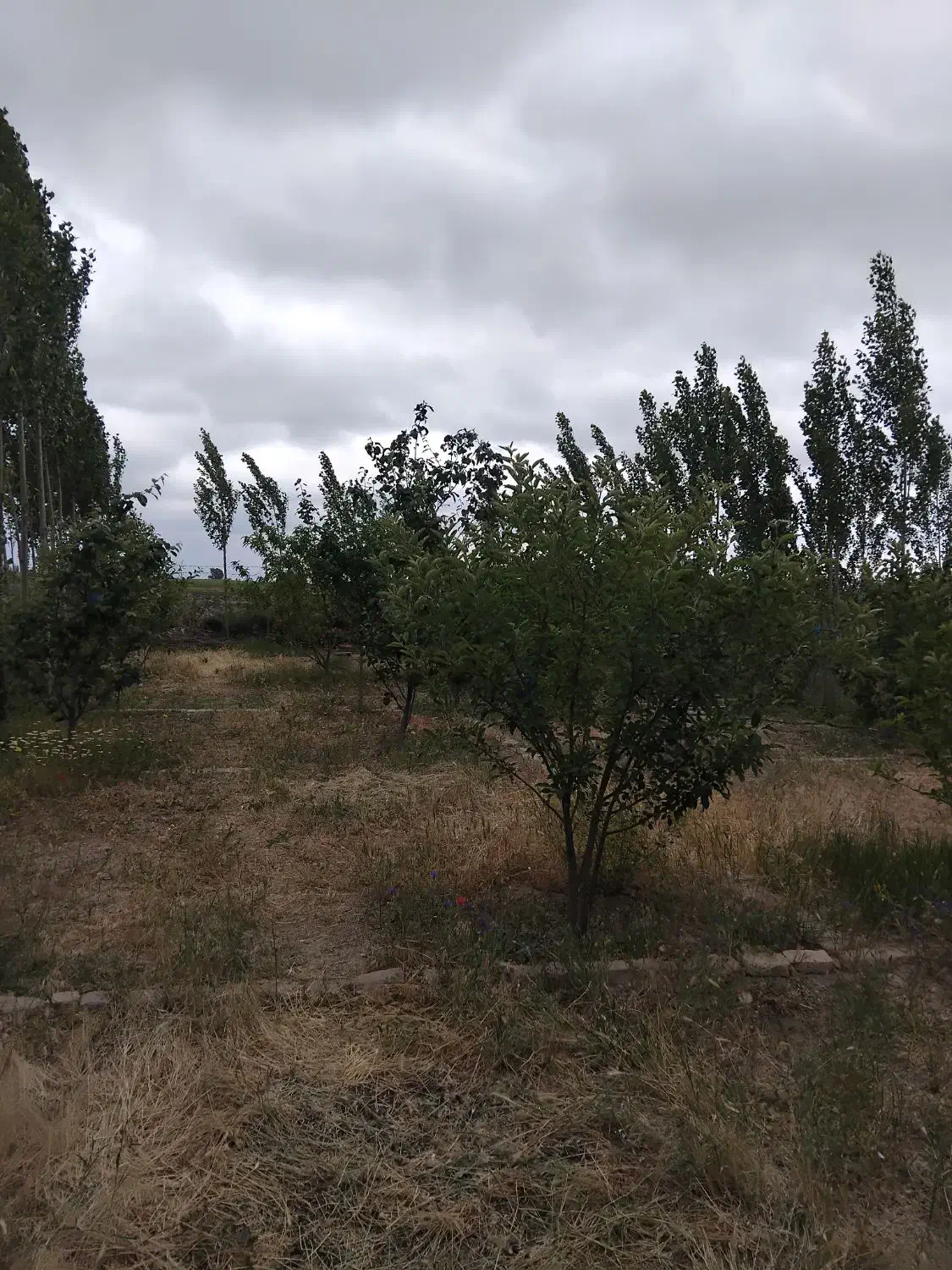 کاشت گل تعویض خاک گلدان هرس انواع درخت|خدمات باغبانی و درختکاری|اردبیل, |دیوار