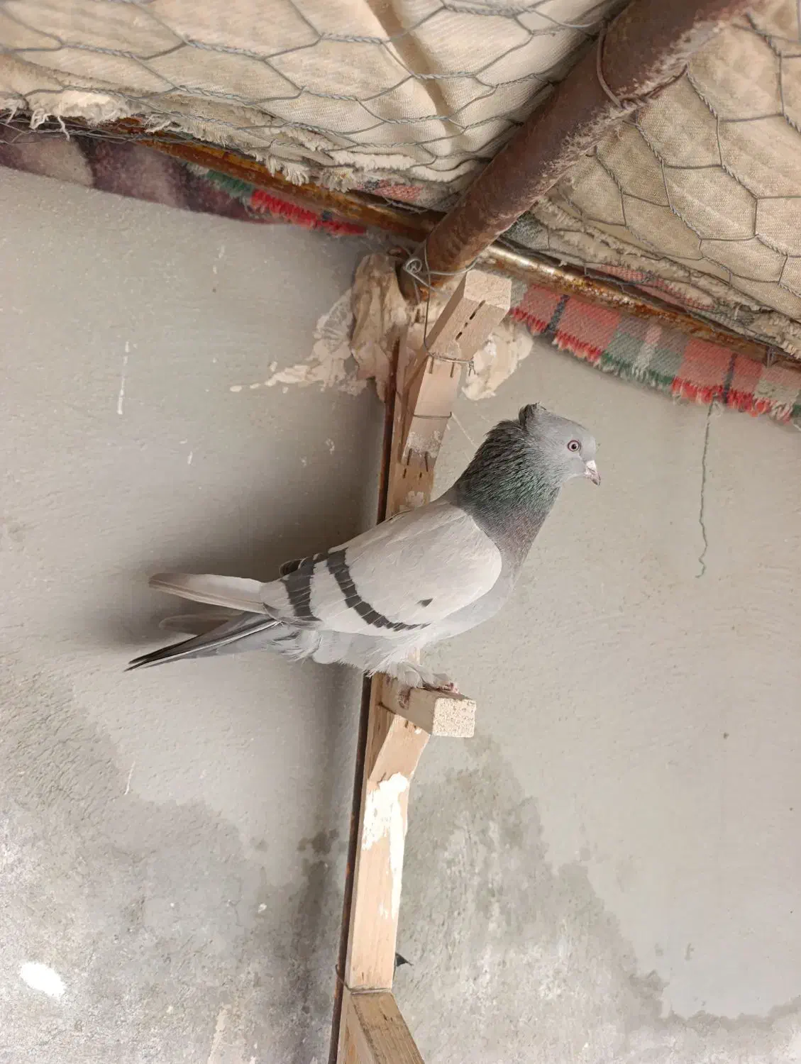 کبوتر بهبهانی ماده|پرنده|مرودشت, ابوذر شمالی‎|دیوار