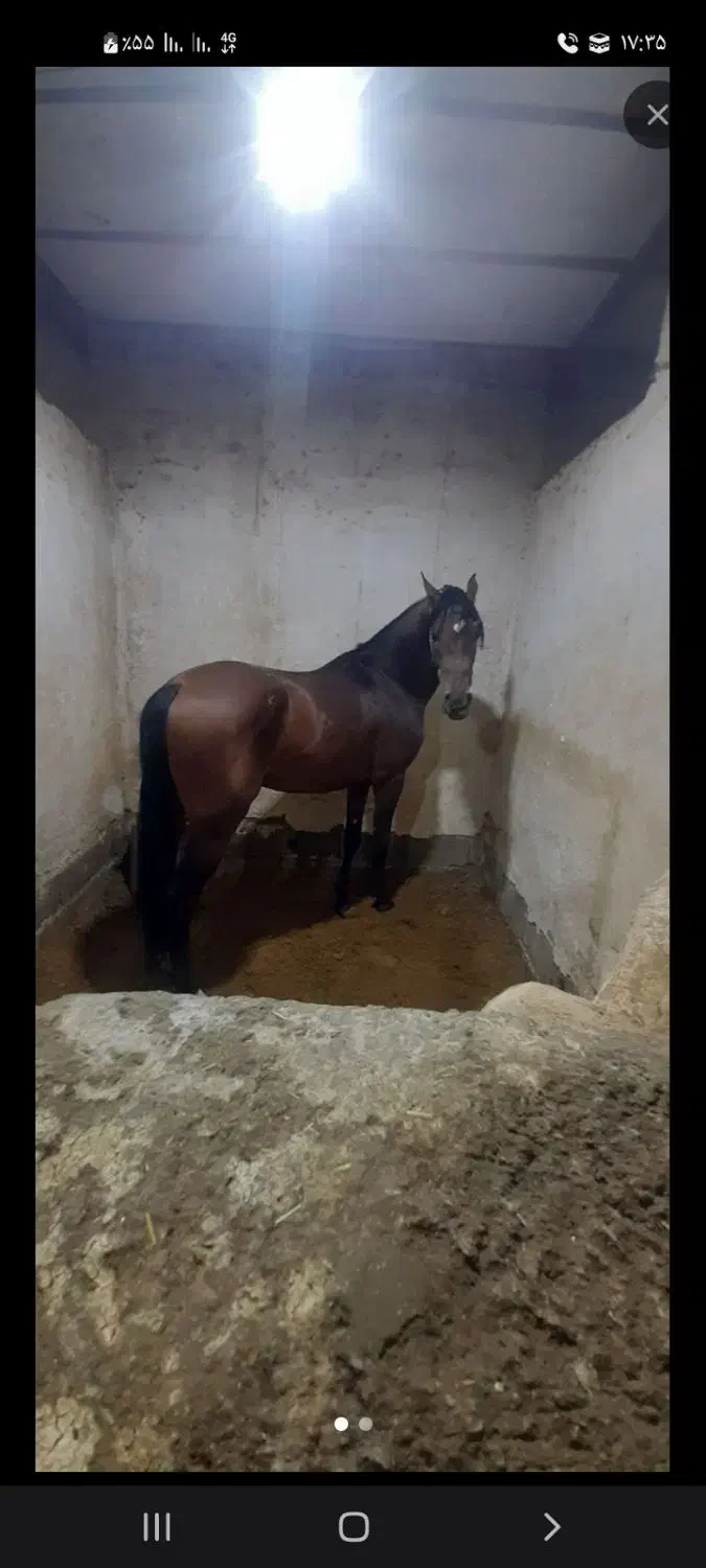 اسب|اسب و تجهیزات اسبسواری|خمینیشهر, |دیوار